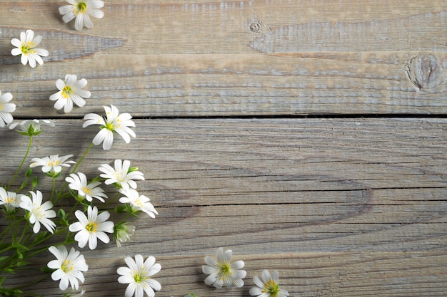 Frühlingsblumen Stellaria holostea auf hölzernem Hintergrund