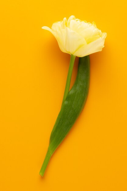 Frühlingsblumen. Tulpen auf Pastellfarben.