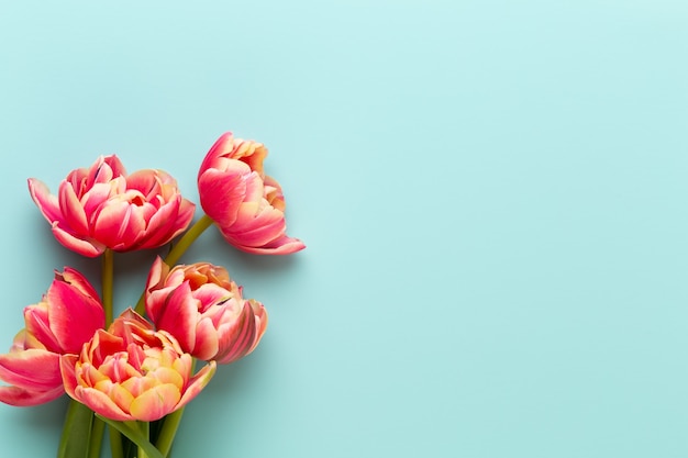 Frühlingsblumen. Tulpen auf Pastellfarbenhintergrund