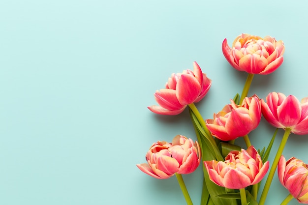 Frühlingsblumen Tulpen auf Pastellfarbenhintergrund