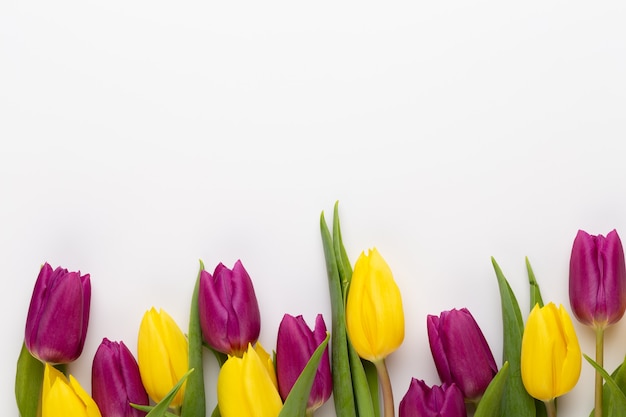 Frühlingsblumen. Tulpen auf weißer Oberfläche.