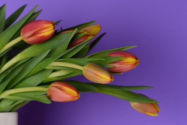 Frühlingsblumen Tulpen