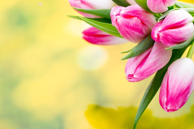 Frühlingsblumen. Tulpenstrauß auf dem Bokehhintergrund.