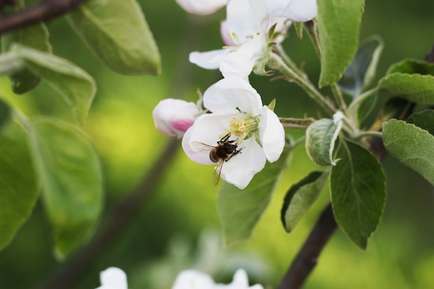 Frühlingsblumen und Biene