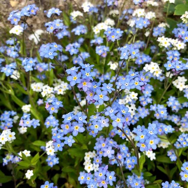 Frühlingsblumen Vergissmeinnichtblumen, die in einer Draufsicht des Gartens blühen