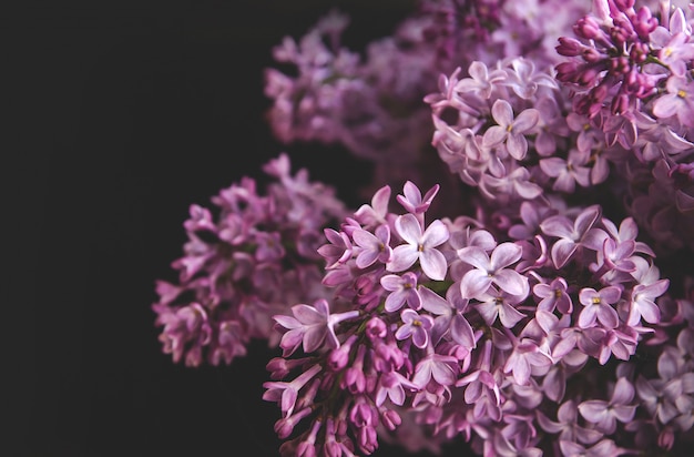 Frühlingsblumen von Flieder. Ein Strauß Flieder.