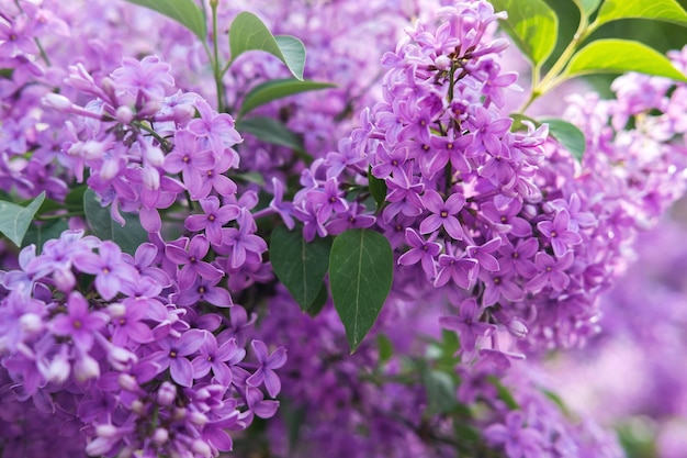 Frühlingsblumen von Flieder im Garten, Frühlingshintergrund