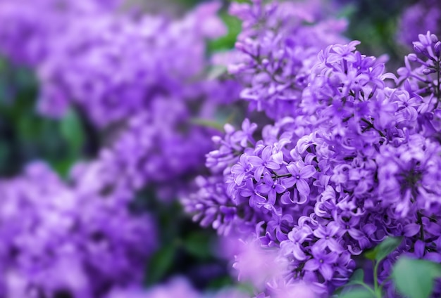 Frühlingsblumen von Flieder im Garten, Frühlingshintergrund