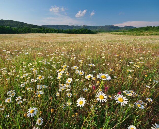 Frühlingsblumen von Gänseblümchen auf der Wiese Schöne Landschaften