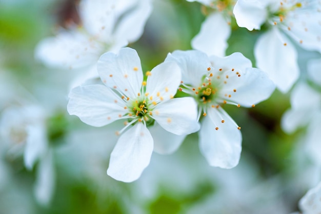 Frühlingsblumen von Kirschobstbäumen Frühlingszeit mit Kirschblüten