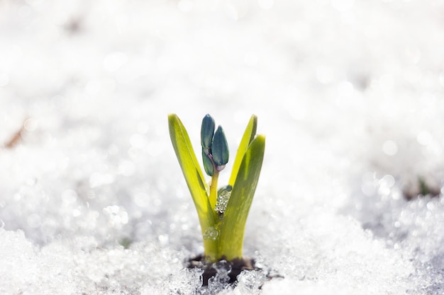 Frühlingsblumen von Schneeglöckchen mit Wassertropfen