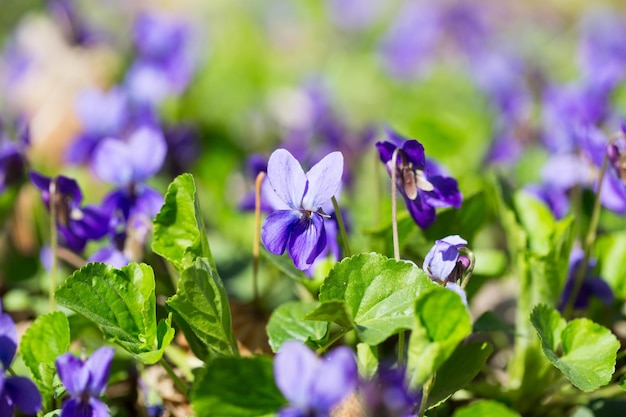 Frühlingsblumen Waldveilchen Viola odorata Hund wildes Veilchen Viola hirta Viola sororia süßes Veilchen Königin-Charlotte-Blume Violette Veilchenblumen blühen im Frühlingswald Viola odorata