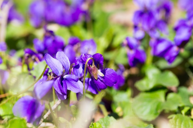 Frühlingsblumen Waldveilchen Viola odorata Hund wildes Veilchen Viola hirta Viola sororia süßes Veilchen Königin-Charlotte-Blume Violette Veilchenblumen blühen im Frühlingswald Viola odorata