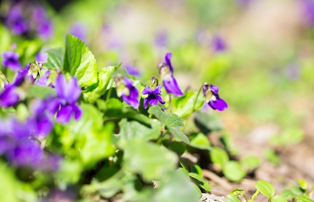 Frühlingsblumen Waldveilchen Viola odorata Hund wildes Veilchen Viola hirta Viola sororia süßes Veilchen Königin-Charlotte-Blume Violette Veilchenblumen blühen im Frühlingswald Viola odorata