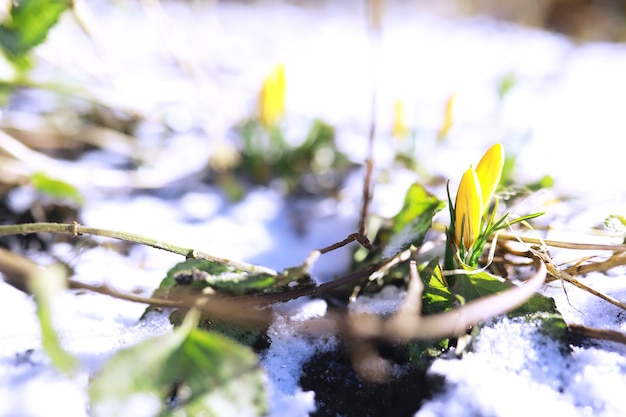 Frühlingsblumen, weiße Krokusschneeglöckchen Sonnenstrahlen. Weiße und gelbe Krokusse auf dem Land im Frühjahr. Frische fröhliche Pflanzen blühten. Die jungen Sprossen.