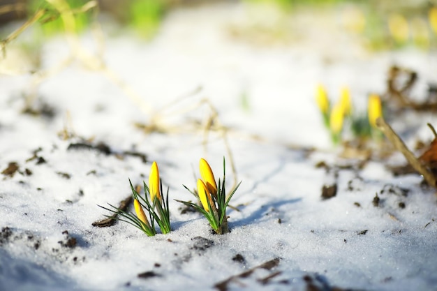 Frühlingsblumen weiße Krokusse Schneeglöckchen Sonnenstrahlen Weiße und gelbe Krokusse auf dem Land im Frühling Frische fröhliche Pflanzen blühten Die jungen Sprossen