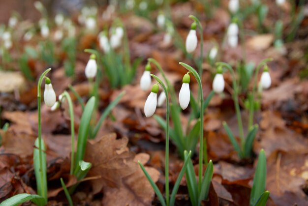 Frühlingsblumen weiße Schneeglöckchen im Wald