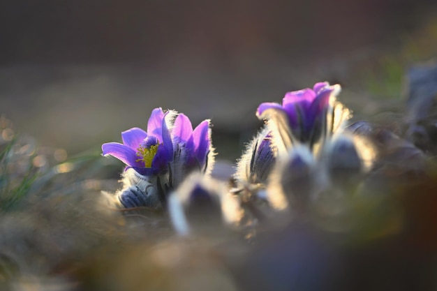 Frühlingsblumen Wunderschön blühende Kuhschelle und Sonne mit naturfarbenem Hintergrund Pulsatilla grandis