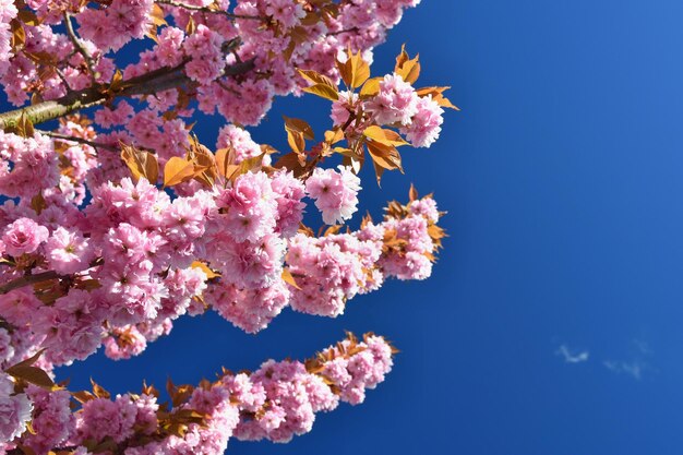 Frühlingsblumen Wunderschön blühender Ast Japanische Kirsche Sakura und Sonne