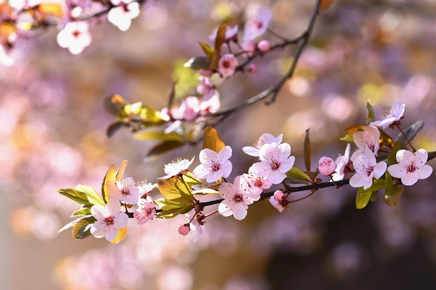 Frühlingsblumen Wunderschön blühender Ast Japanische Kirsche Sakura und Sonne