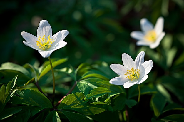 Frühlingsblumen