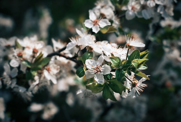 Frühlingsblumen