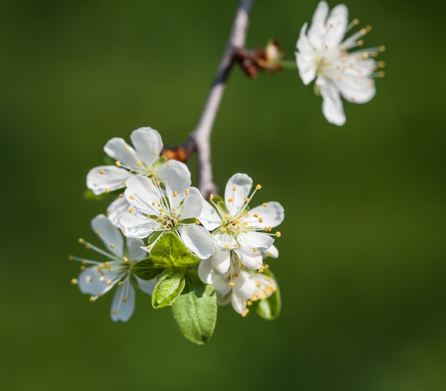 Frühlingsblumen