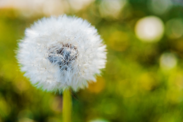 Frühlingsblumen