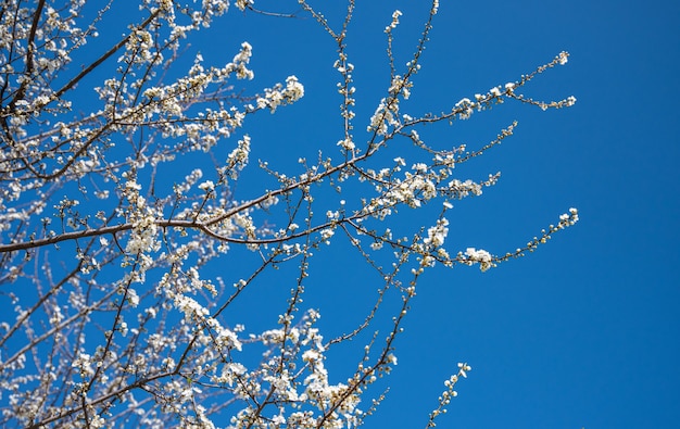 Frühlingsblumen