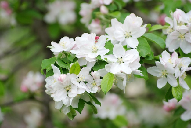 Frühlingsblumen