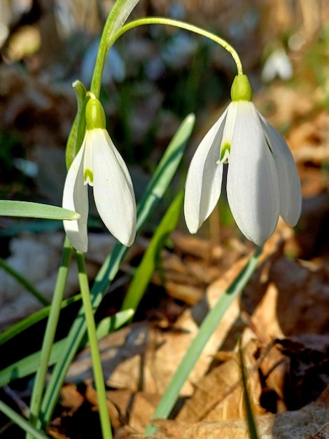 Frühlingsblumen