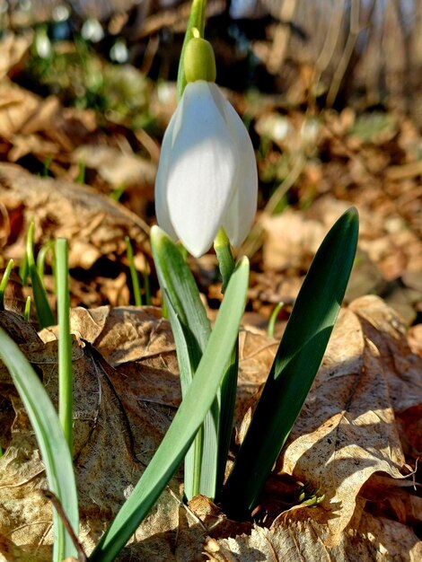 Frühlingsblumen