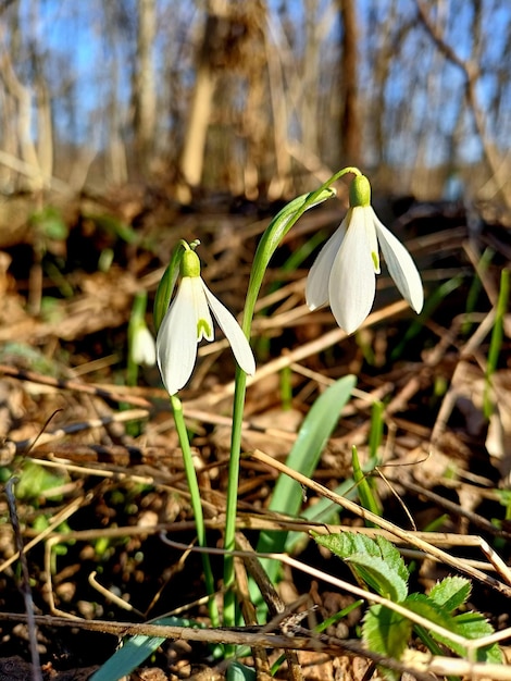 Frühlingsblumen