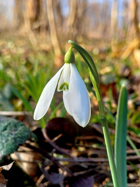 Foto frühlingsblumen