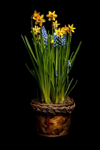 Frühlingsblumen