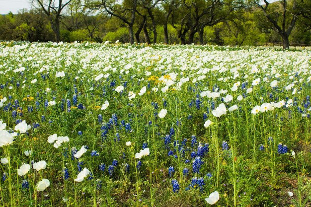 Frühlingsblumen