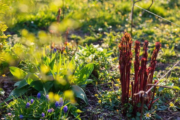 Frühlingsblumenbeet mit Blumen bei Sonnenuntergang