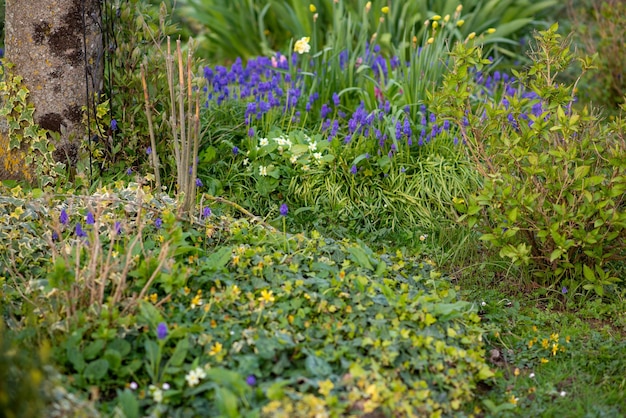 Frühlingsblumenbeet mit Blumen bei Sonnenuntergang