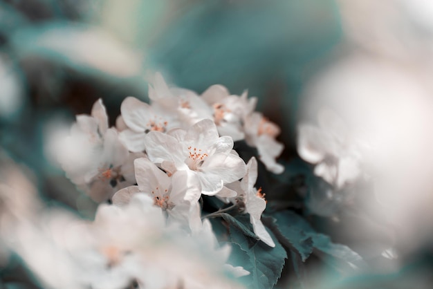 Frühlingsblumenblüten im Garten Schöne Blumen eines Apfelbaums