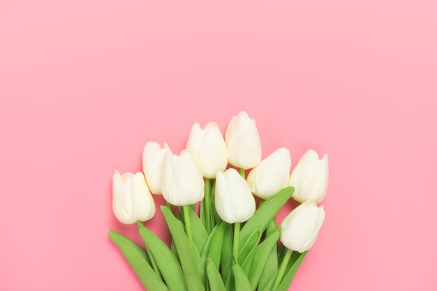 Frühlingsblumenbündel der weißen Tulpen auf dem Rosa