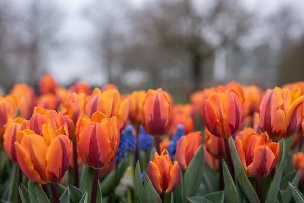 Frühlingsblumengarten von Keukenhof in Lisse, Holland