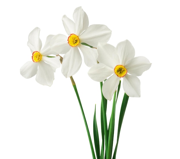 Frühlingsblumengrenze schöne frische Narzissenblumen lokalisiert auf weißem Hintergrund
