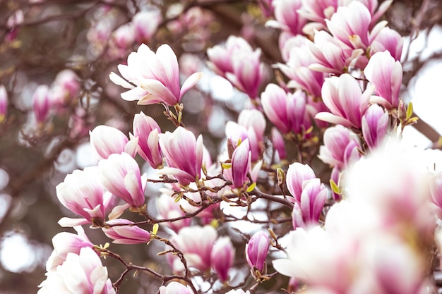 Frühlingsblumenhintergrund schöne blühende hellrosa Magnolienblumen in einem weichen hellen selektiven Foc