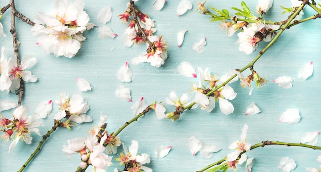 Frühlingsblumenhintergrund und -beschaffenheit mit weißen Mandelblumen