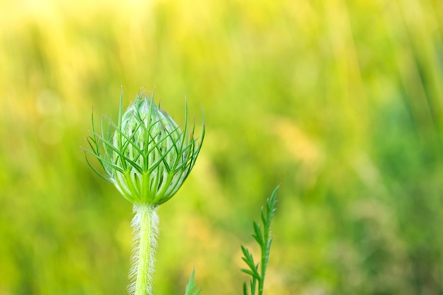 Frühlingsblumenknospe Blühende Pflanzen auf der grünen Wiese