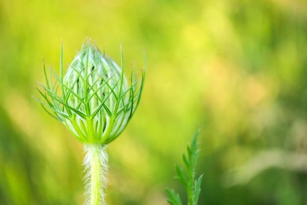 Frühlingsblumenknospe Blühende Pflanzen auf der grünen Wiese