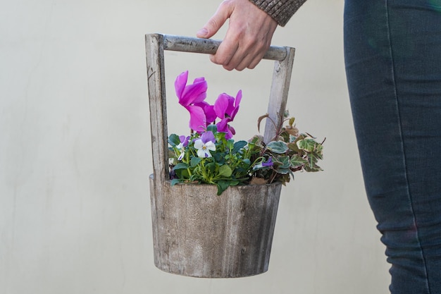 Frühlingsblumenkomposition mit leuchtendem Alpenveilchen