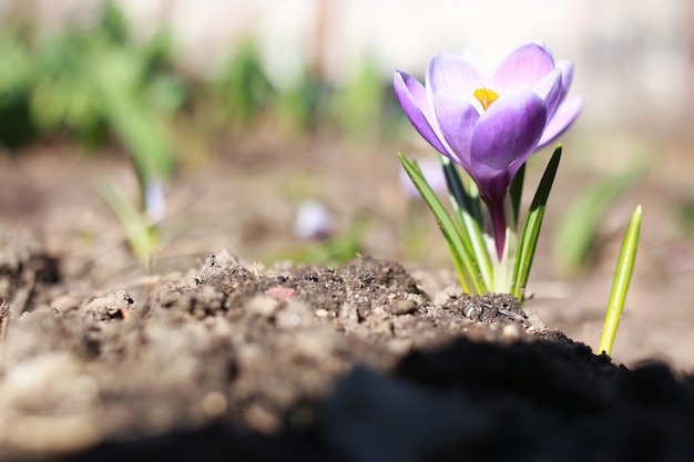 Frühlingsblumenkrokus