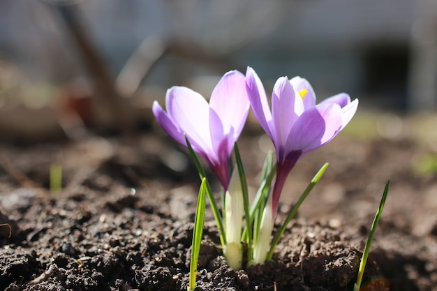 Foto frühlingsblumenkrokus