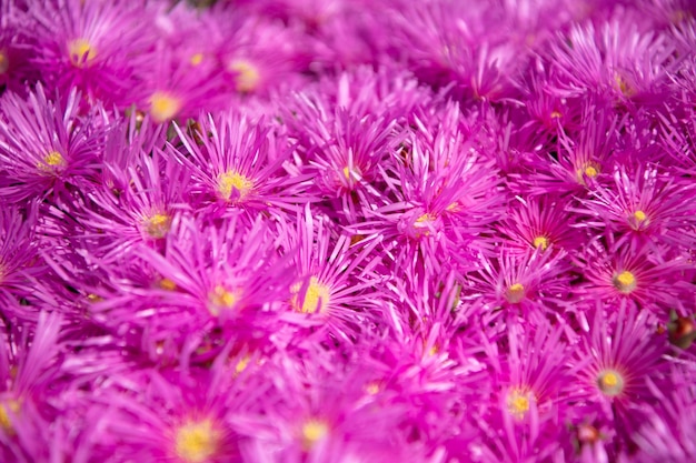 Frühlingsblumenpflanze als natürlicher blühender und blühender Hintergrund